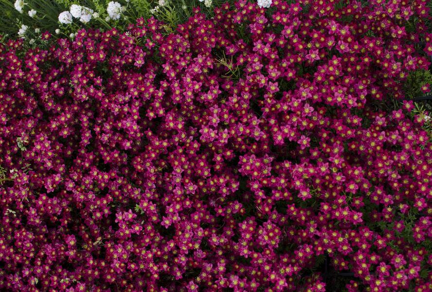 Lomikámen arendsův 'Alpino Early Deep Red' - Saxifraga x arendsii 'Alpino Early Deep Red'