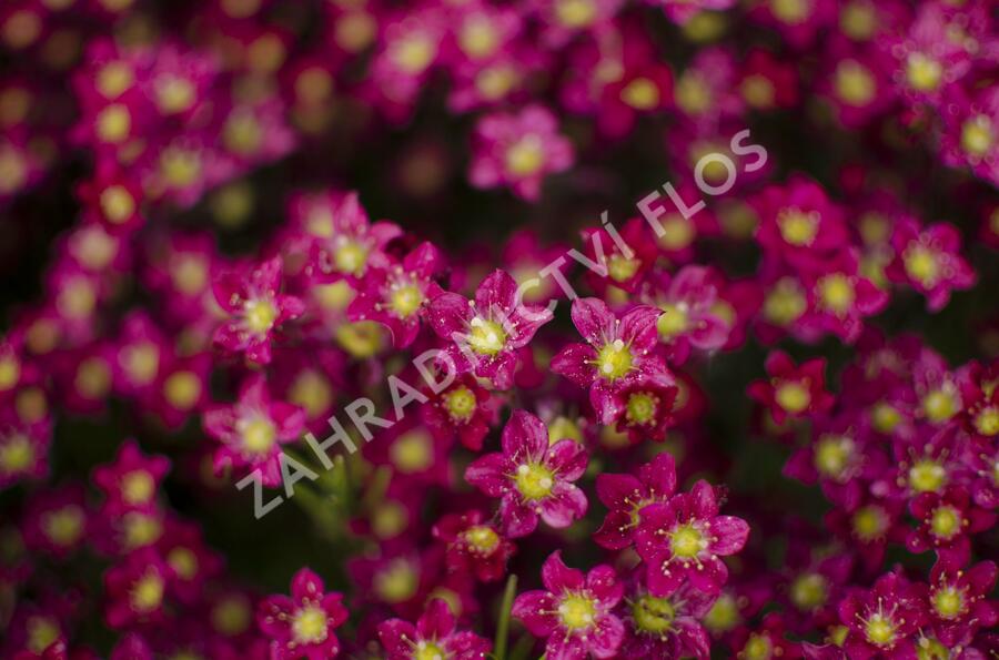 Lomikámen arendsův 'Alpino Early Deep Red' - Saxifraga x arendsii 'Alpino Early Deep Red'
