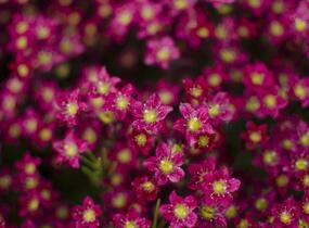 Lomikámen arendsův 'Alpino Early Deep Red' - Saxifraga x arendsii 'Alpino Early Deep Red'
