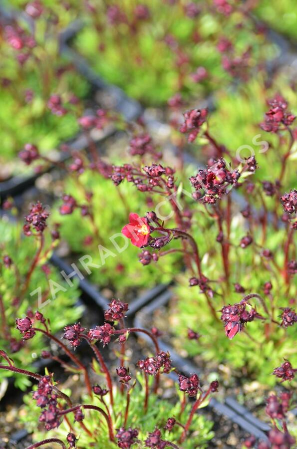 Lomikámen arendsův 'Alpino Early Deep Red' - Saxifraga x arendsii 'Alpino Early Deep Red'