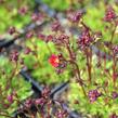 Lomikámen arendsův 'Touran Deep Red' - Saxifraga x arendsii 'Touran Deep Red'