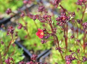 Lomikámen arendsův 'Alpino Early Deep Red' - Saxifraga x arendsii 'Alpino Early Deep Red'