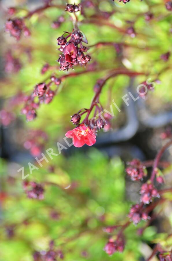 Lomikámen arendsův 'Alpino Early Deep Red' - Saxifraga x arendsii 'Alpino Early Deep Red'
