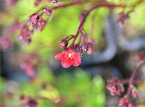 Lomikámen arendsův 'Alpino Early Deep Red' - Saxifraga x arendsii 'Alpino Early Deep Red'