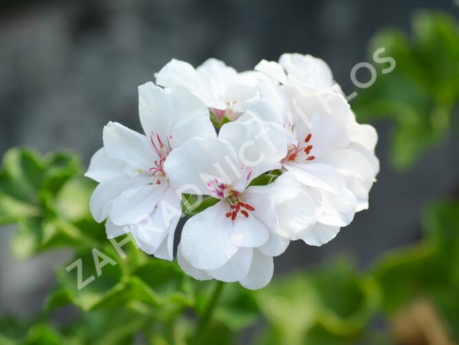 Muškát, pelargonie převislá plnokvětá 'Double White' - Pelargonium peltatum 'Double White'