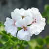 pelargonie Double White - Pelargonium peltatum Double White