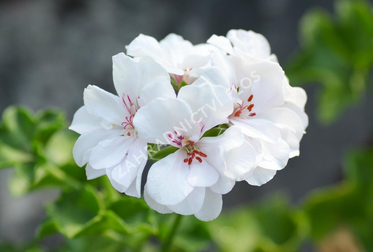 Muškát, pelargonie převislá plnokvětá 'Double White' - Pelargonium peltatum 'Double White'