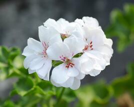 Muškát, pelargonie převislá plnokvětá 'Double White'