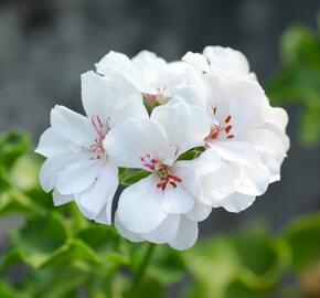 Muškát, pelargonie převislá plnokvětá 'Double White' - Pelargonium peltatum 'Double White'