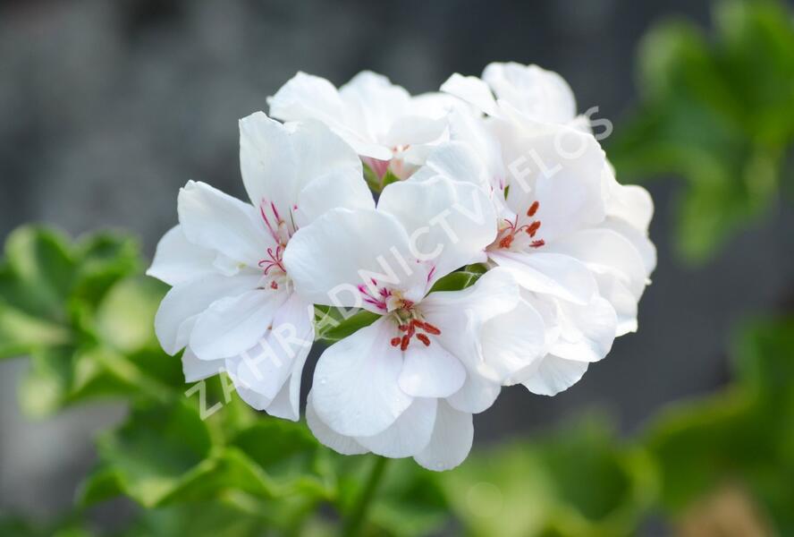 Muškát, pelargonie převislá plnokvětá 'Double White' - Pelargonium peltatum 'Double White'