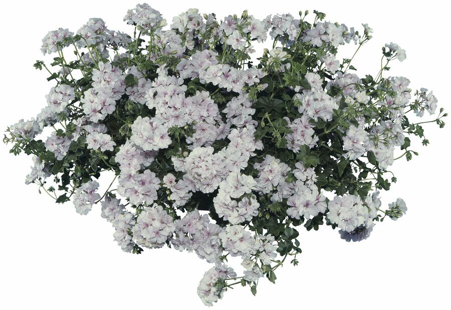 Muškát, pelargonie převislá plnokvětá 'Double White' - Pelargonium peltatum 'Double White'