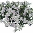 Muškát, pelargonie převislá plnokvětá 'Double White' - Pelargonium peltatum 'Double White'