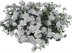 Muškát, pelargonie převislá plnokvětá 'Double White' - Pelargonium peltatum 'Double White'