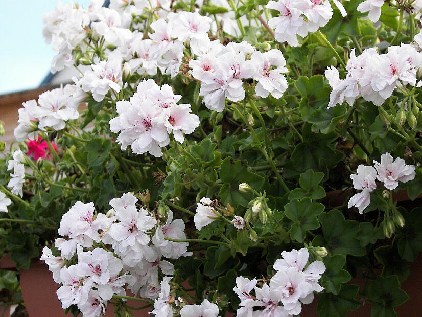 Muškát, pelargonie převislá plnokvětá 'Double White' - Pelargonium peltatum 'Double White'