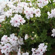 Muškát, pelargonie převislá plnokvětá 'Double White' - Pelargonium peltatum 'Double White'