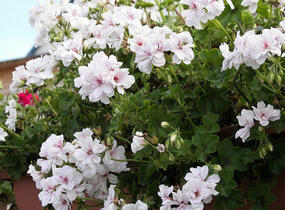 Muškát, pelargonie převislá plnokvětá 'Double White' - Pelargonium peltatum 'Double White'