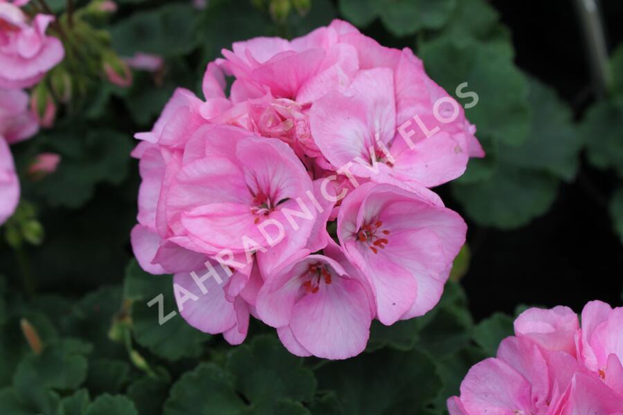 Muškát, pelargonie páskatá klasická 'Soft Pink' - Pelargonium zonale 'Soft Pink'