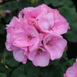 Muškát, pelargonie páskatá klasická 'Soft Pink' - Pelargonium zonale 'Soft Pink'