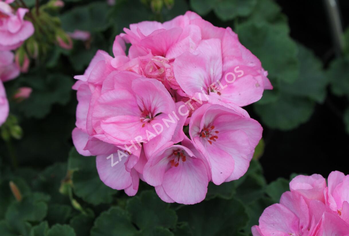 Muškát, pelargonie páskatá klasická 'Soft Pink' - Pelargonium zonale 'Soft Pink'