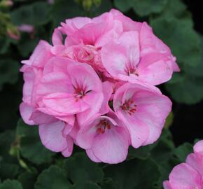 Muškát, pelargonie páskatá klasická 'Soft Pink' - Pelargonium zonale 'Soft Pink'