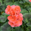 Muškát, pelargonie páskatá klasická 'Salmon' - Pelargonium zonale 'Salmon'