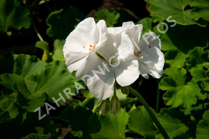 Muškát, pelargonie páskatá klasická 'White' - Pelargonium zonale 'White'