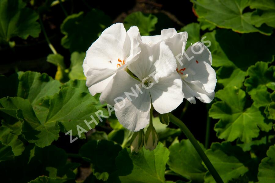 Muškát, pelargonie páskatá klasická 'White' - Pelargonium zonale 'White'