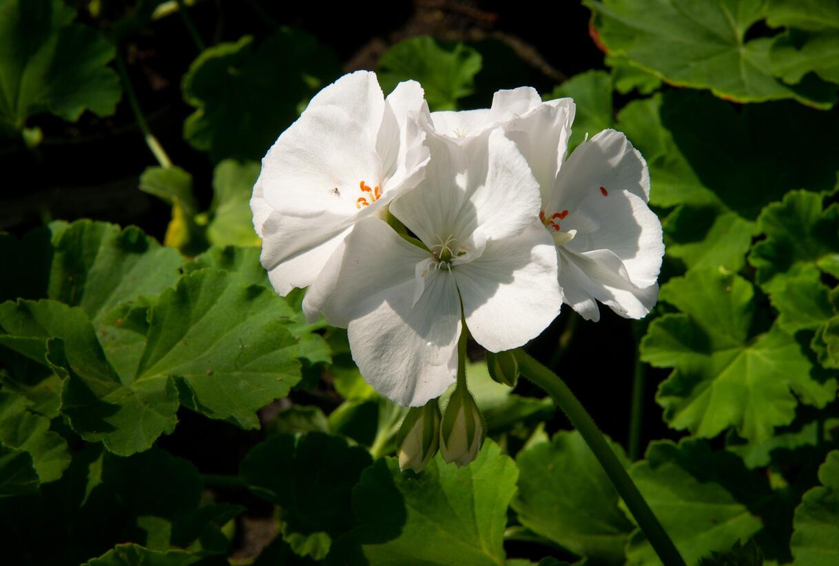 Muškát, pelargonie páskatá klasická 'White' - Pelargonium zonale 'White'