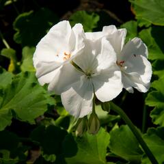 Muškát, pelargonie páskatá klasická 'White' - Pelargonium zonale 'White'