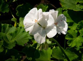 Muškát, pelargonie páskatá klasická 'White' - Pelargonium zonale 'White'