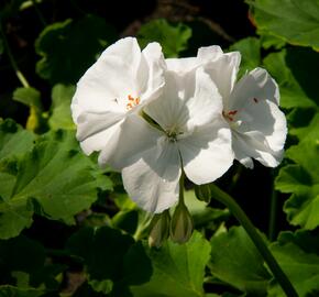 Muškát, pelargonie páskatá klasická 'White' - Pelargonium zonale 'White'