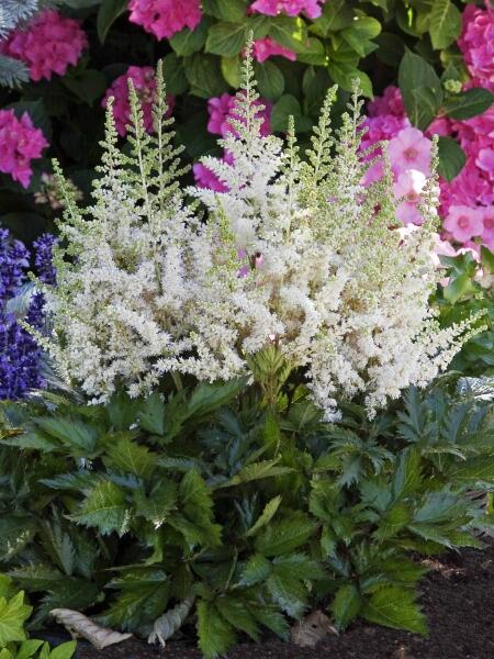 Čechrava čínská 'Visions in White' - Astilbe chinensis 'Visions in White'