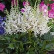 Čechrava čínská 'Visions in White' - Astilbe chinensis 'Visions in White'