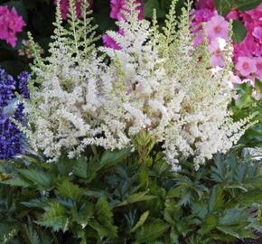 Čechrava čínská 'Visions in White'