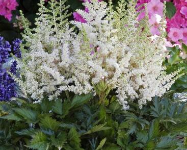 Čechrava čínská 'Visions in White'