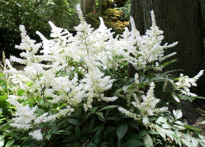 Čechrava čínská 'Diamonds and Pearls' - Astilbe chinensis 'Diamonds and Pearls'