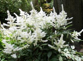 Čechrava čínská 'Diamonds and Pearls' - Astilbe chinensis 'Diamonds and Pearls'