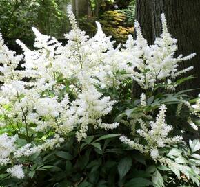 Čechrava čínská 'Diamonds and Pearls' - Astilbe chinensis 'Diamonds and Pearls'