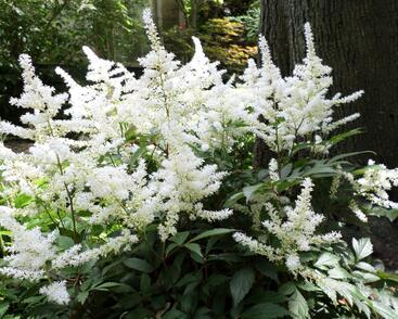 Čechrava čínská 'Diamonds and Pearls'