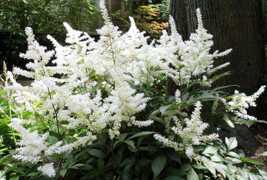 Čechrava čínská 'Diamonds and Pearls' - Astilbe chinensis 'Diamonds and Pearls'