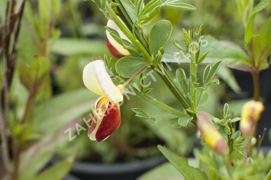 Čilimník 'Queen Mary' - Cytisus 'Queen Mary'