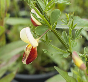 Čilimník 'Queen Mary' - Cytisus 'Queen Mary'