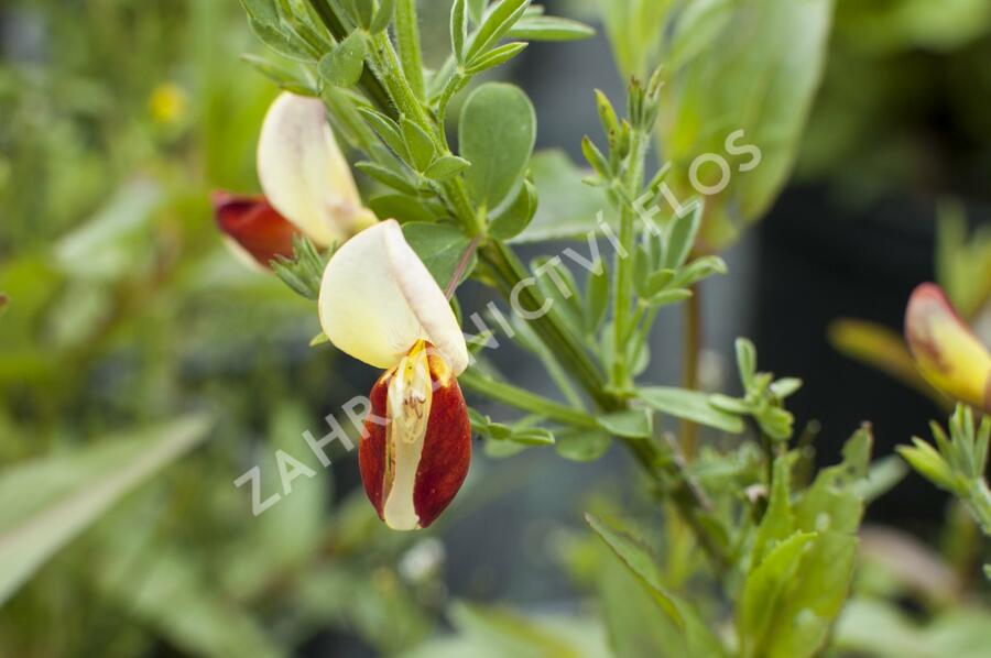 Čilimník 'Queen Mary' - Cytisus 'Queen Mary'