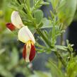 Čilimník 'Queen Mary' - Cytisus 'Queen Mary'