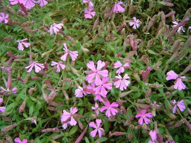 Silenka kavkazská 'Splendens' - Silene schafta 'Splendens'