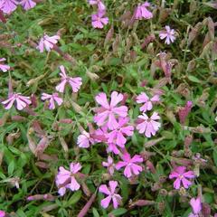 Silenka kavkazská 'Splendens' - Silene schafta 'Splendens'