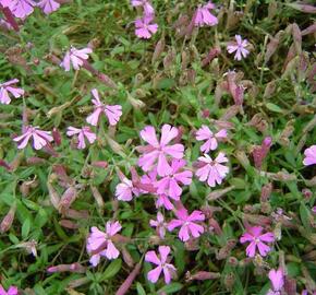 Silenka kavkazská 'Splendens' - Silene schafta 'Splendens'