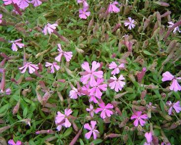 Silenka kavkazská 'Splendens'