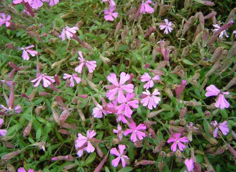 Silenka kavkazská 'Splendens' - Silene schafta 'Splendens'