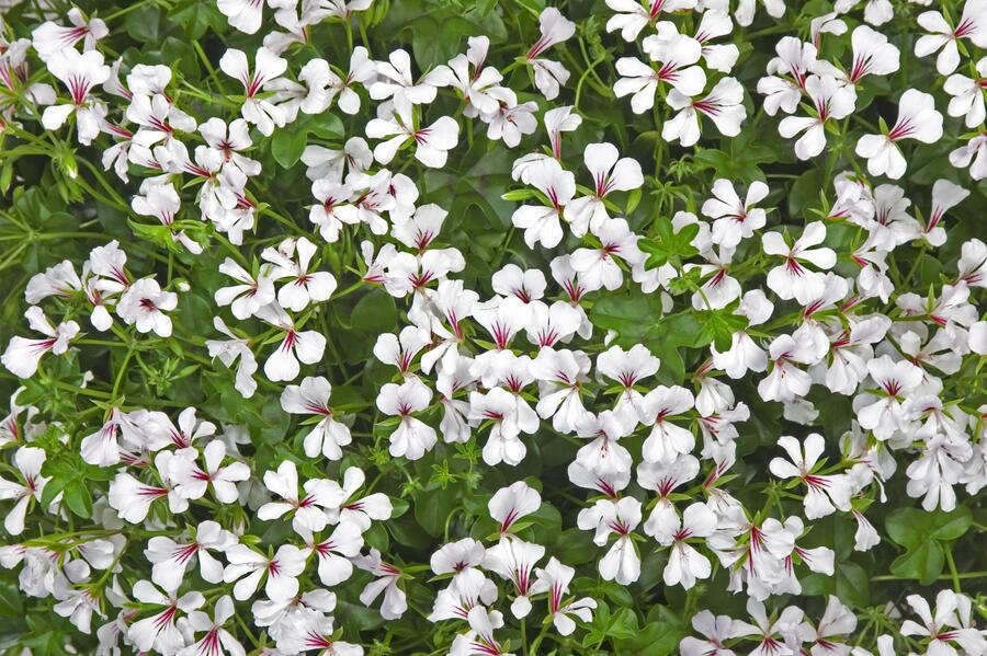 Muškát, pelargonie převislá jednoduchá 'Ville de Paris White' - Pelargonium peltatum 'Ville de Paris White'